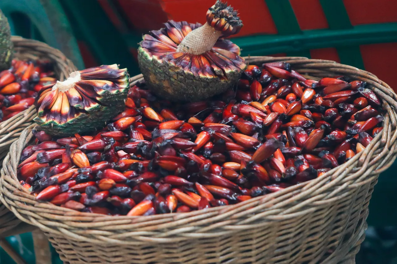 Temporada do pinhão começa nesta semana no Paraná