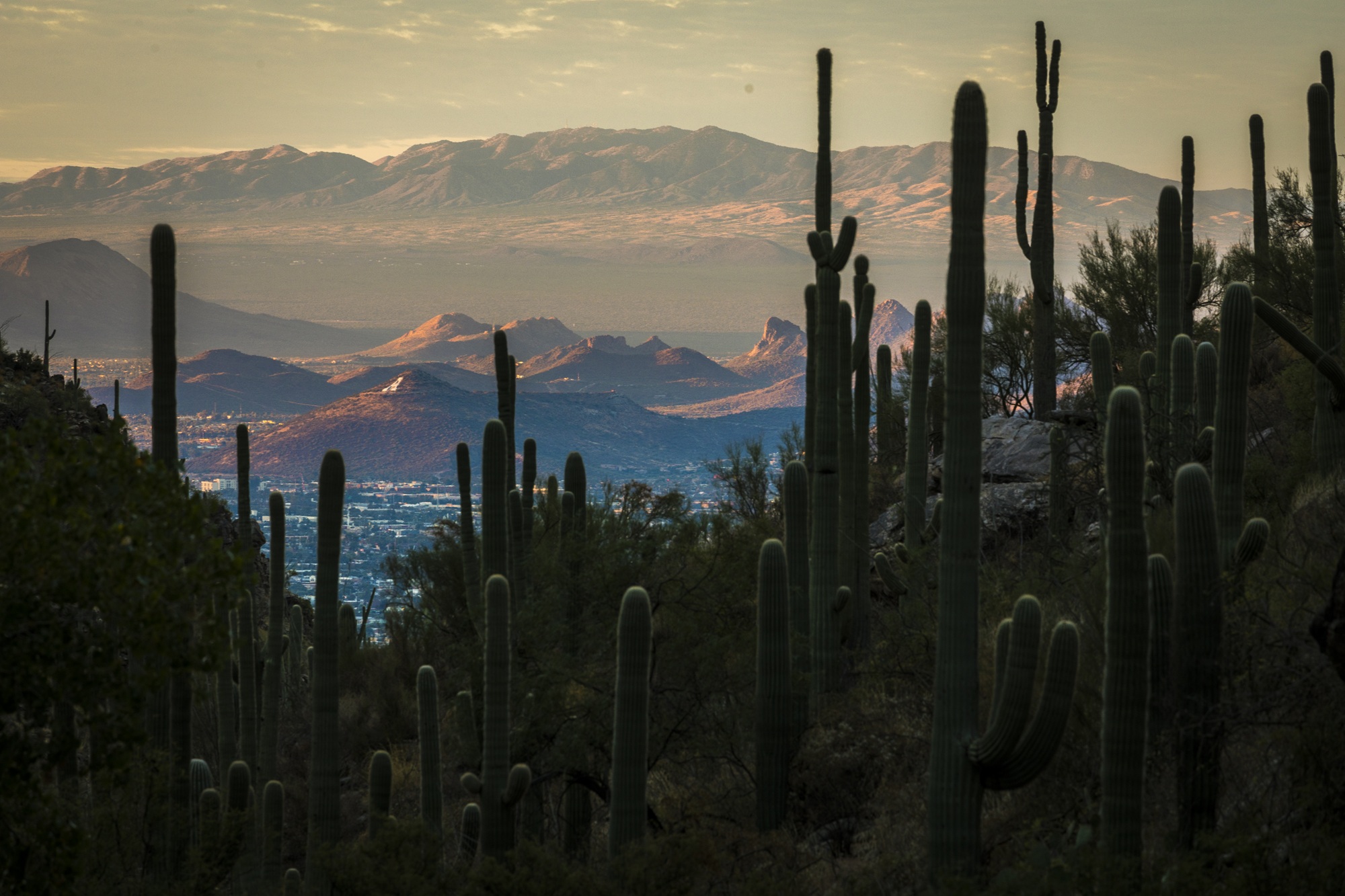 U of A research finds improved weather forecasts could reduce heat deaths as climate warms