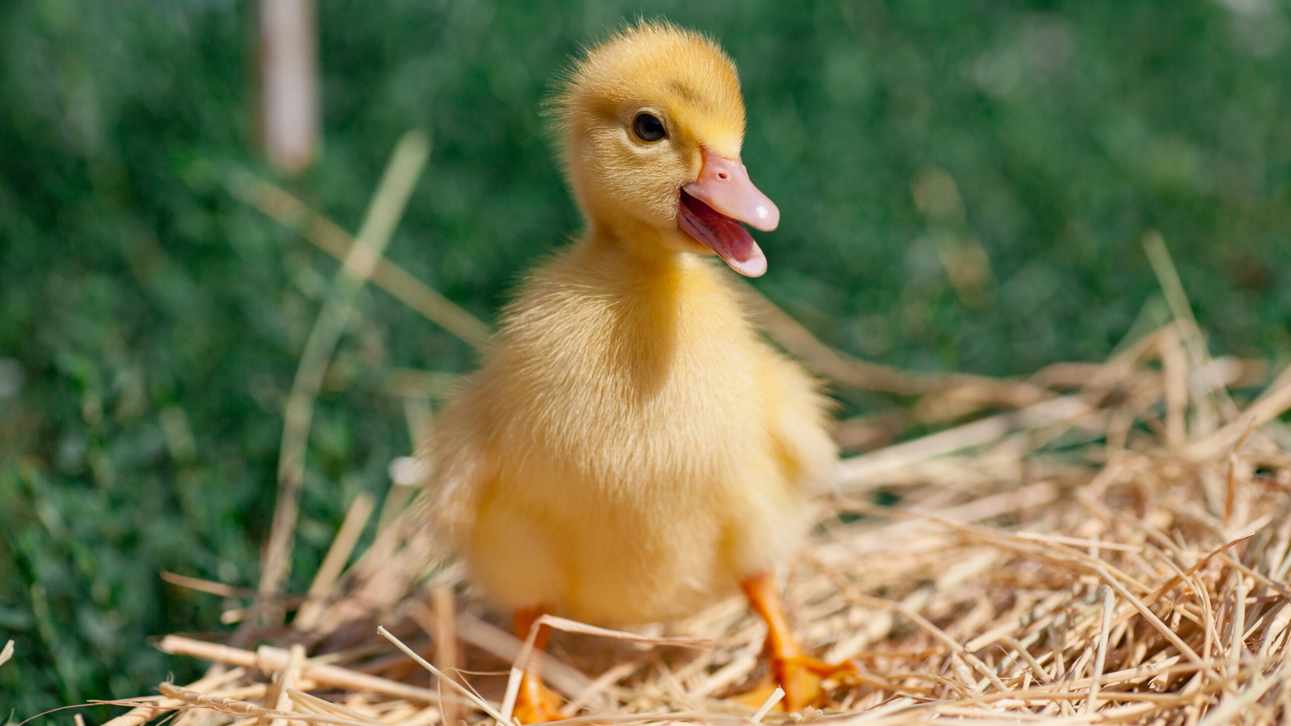 Where People Got Sick: Salmonella Outbreak, April 2026 | Salmonella Infection