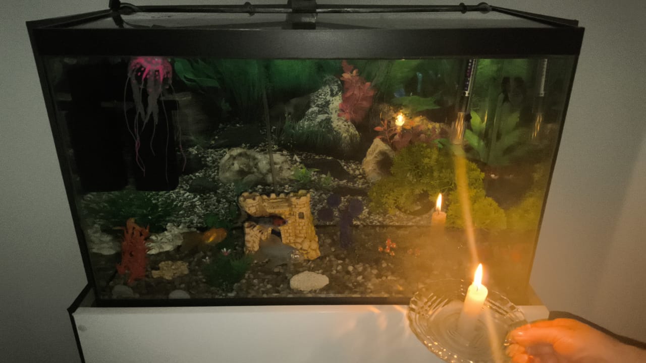 apagão no Tropical coloca em risco animais dependentes de oxigenação