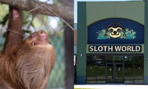 50+ sloths dead in failed Sloth World project; Florida leaders want accountability