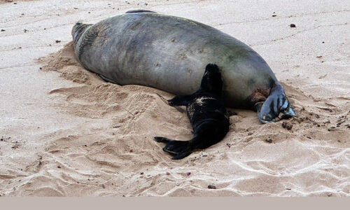 5/6/26 – UPDATE ON INVESTIGATION INTO ROCK THROWN AT MONK SEAL AND BREACHES OF SEAL RESTING AREAS