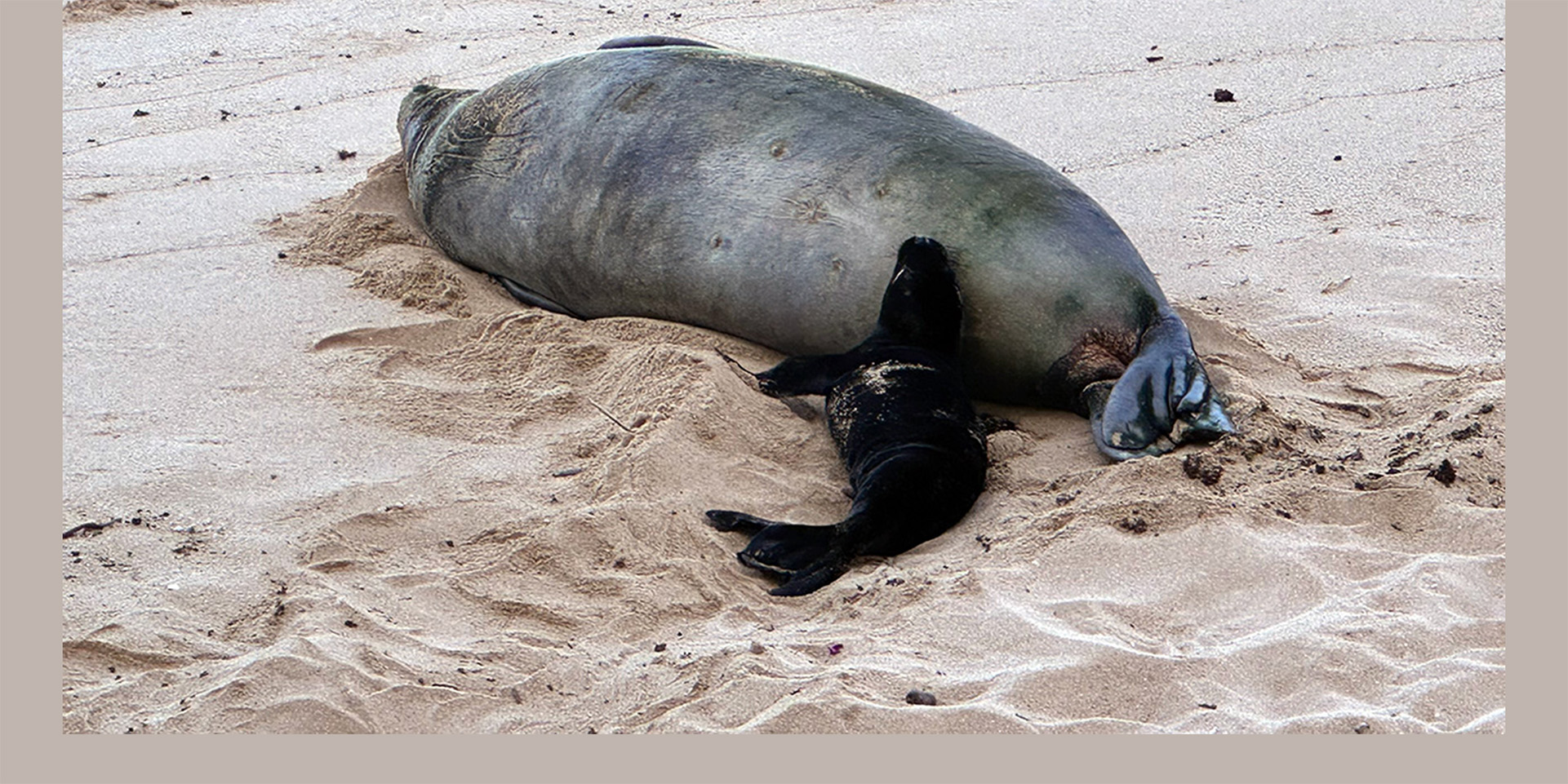 5/6/26 – UPDATE ON INVESTIGATION INTO ROCK THROWN AT MONK SEAL AND BREACHES OF SEAL RESTING AREAS