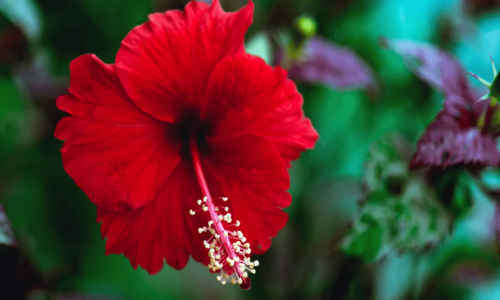 6 benefícios do hibisco para melhorar a autoestima