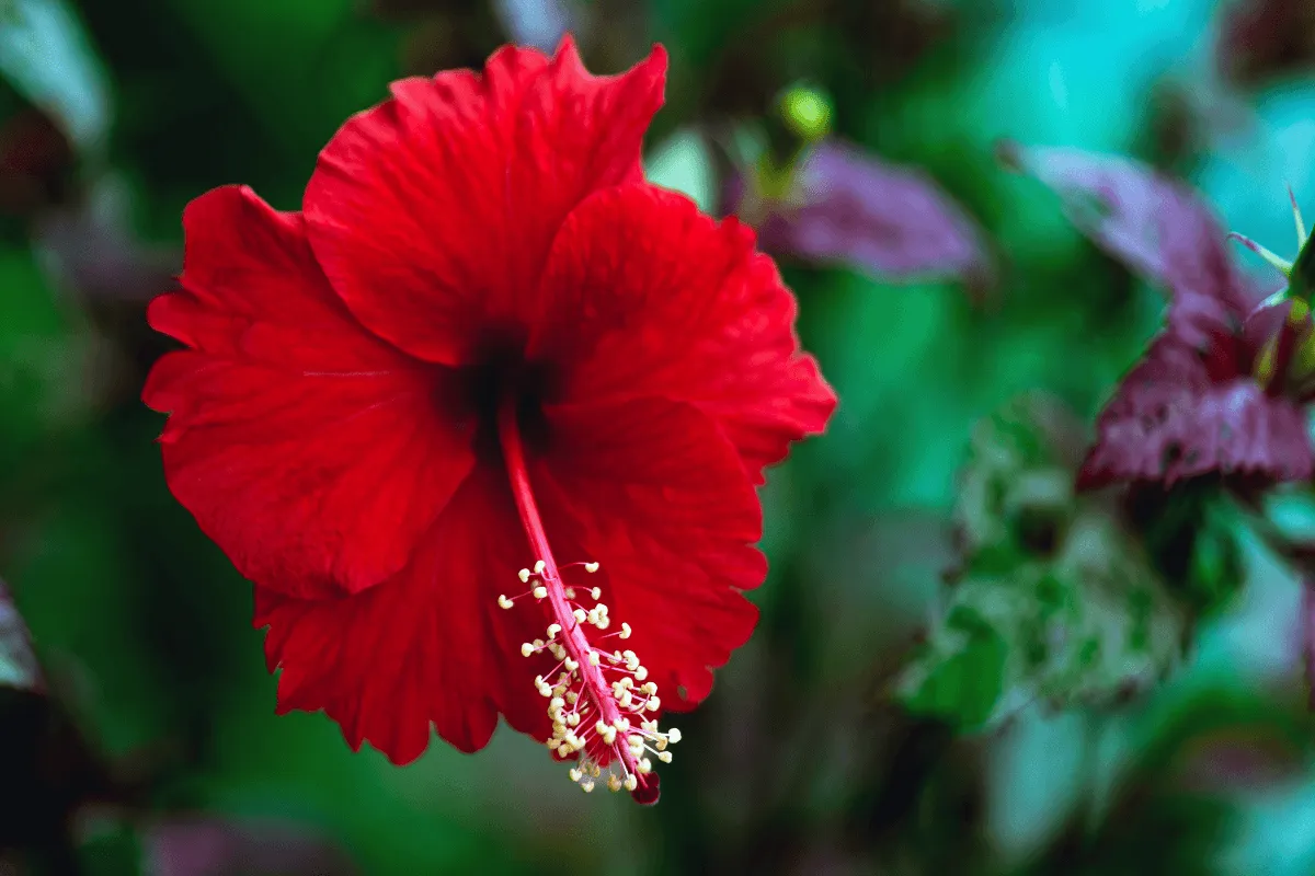 6 benefícios do hibisco para melhorar a autoestima