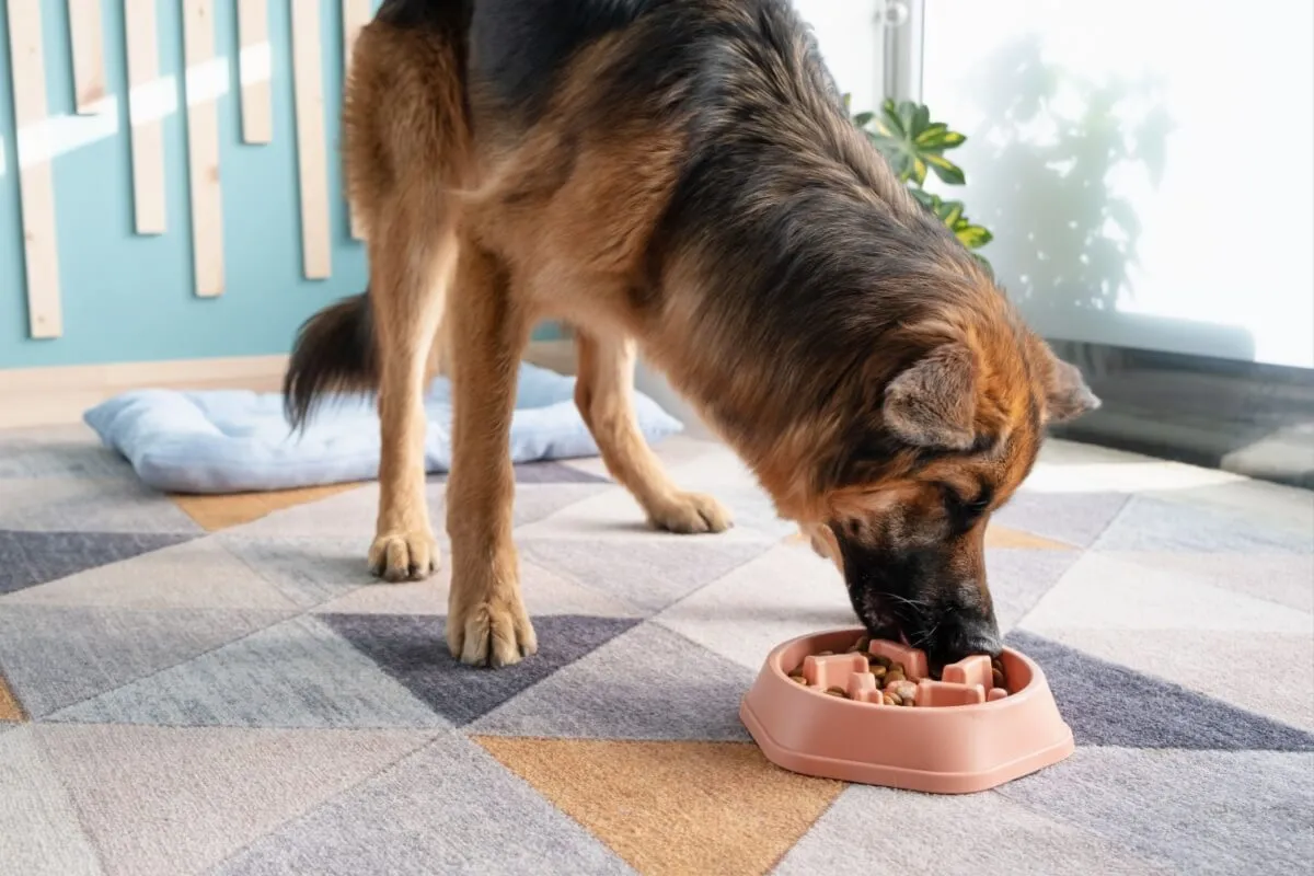6 dicas para o cachorro comer mais devagar 