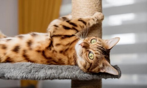 7 dicas para gastar a energia do gato em casa 