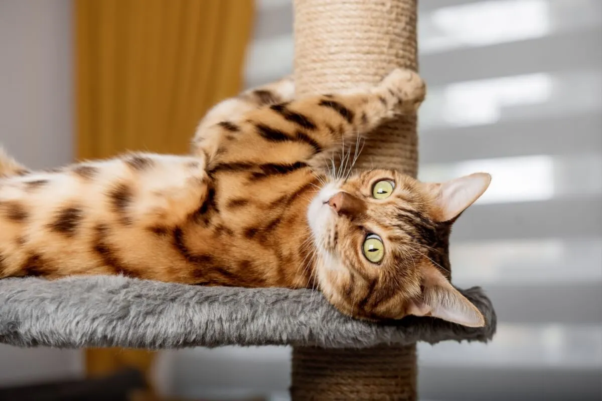 7 dicas para gastar a energia do gato em casa 