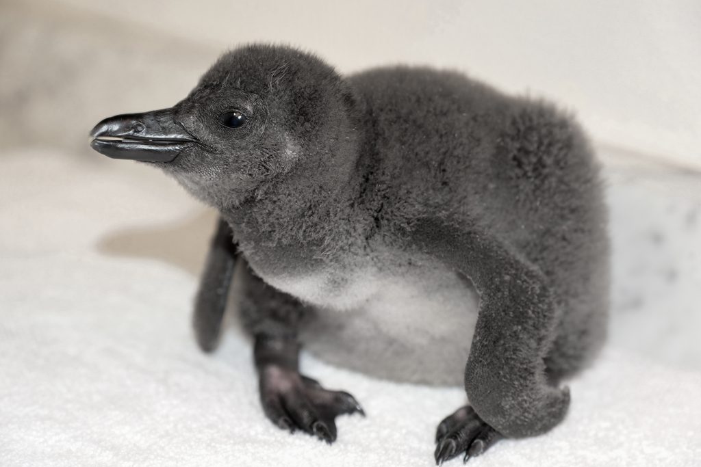 African Penguin chick hatches at Hyatt Regency Maui : Maui Now