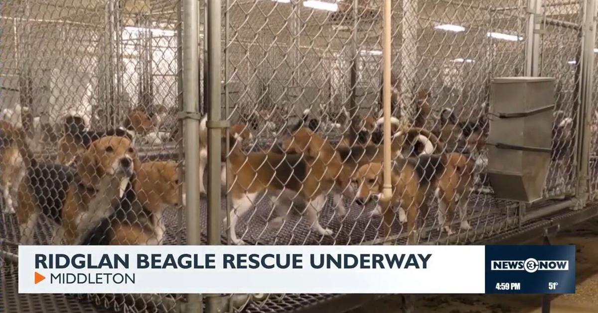 Animal welfare groups purchase 1,500 beagles from Ridglan Farms | News