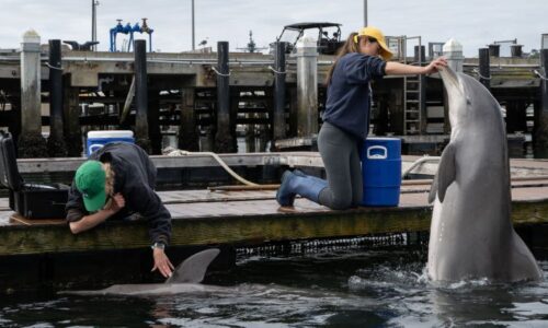 Are military dolphins working in the Strait of Hormuz? Probably not, but they have been part of the US Navy for decades