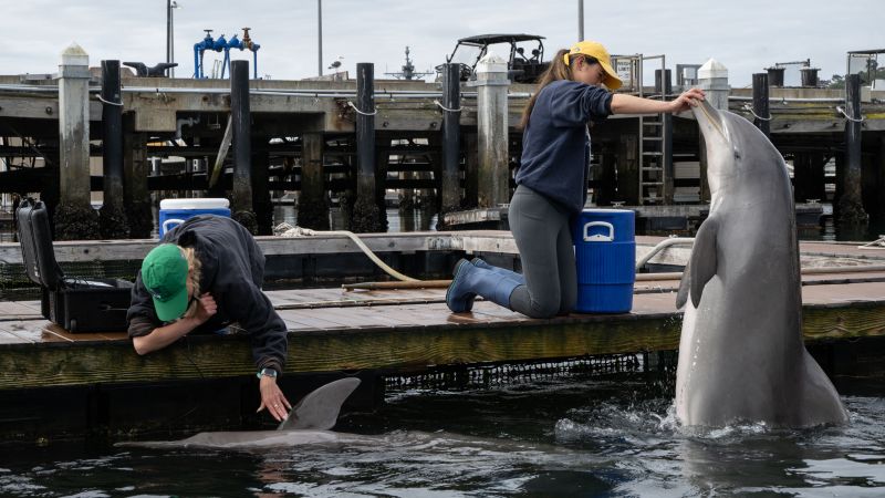 Are military dolphins working in the Strait of Hormuz? Probably not, but they have been part of the US Navy for decades