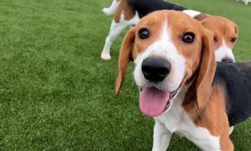 Beagles rescued from research facility begin new chapter