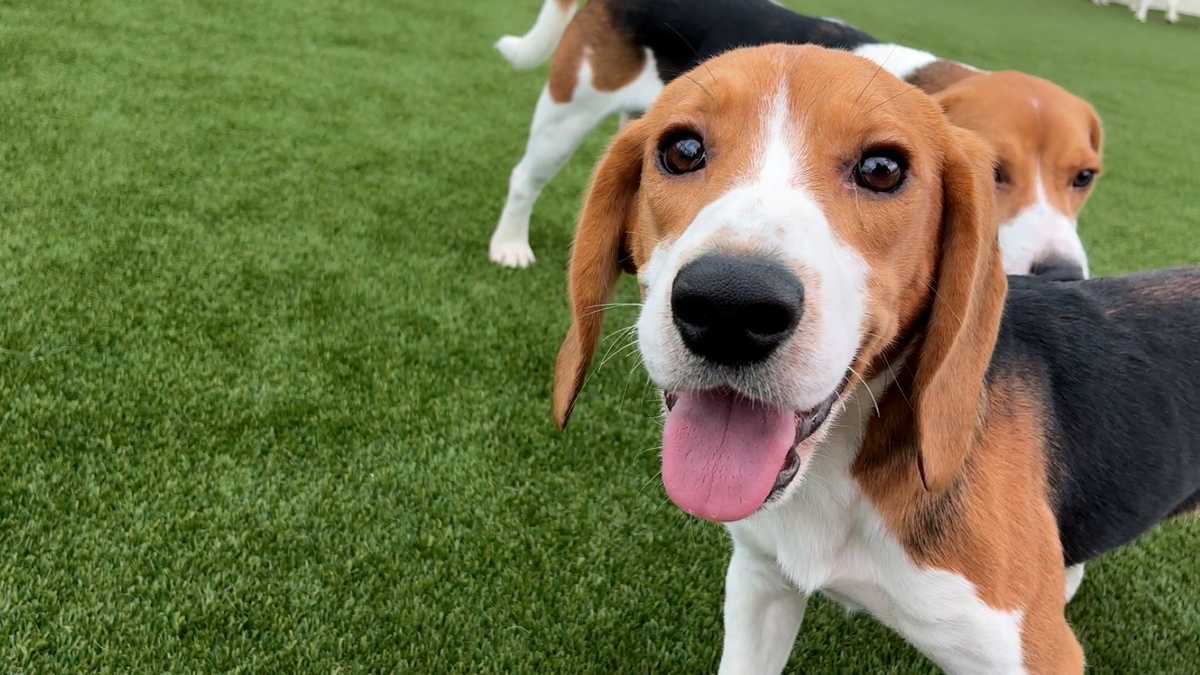 Beagles rescued from research facility begin new chapter