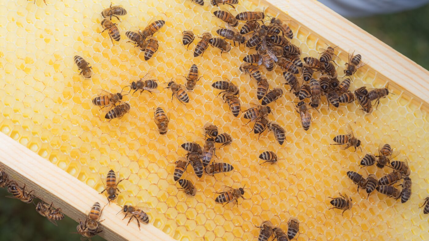 Bees have coexisted with us for over a millennium. Their name remains a mystery : NPR