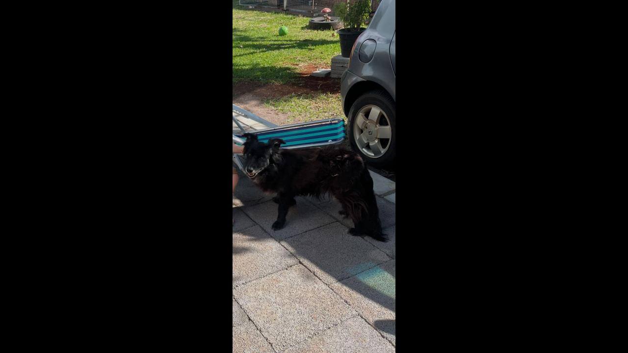 Cachorra Jasmine desapareceu no bairro Pioneiros Catarinenses