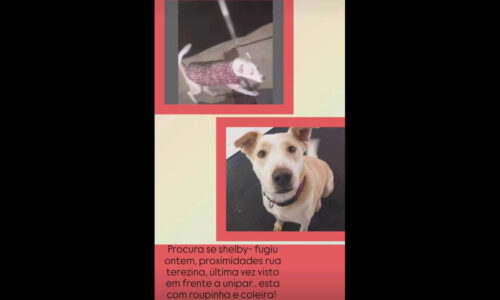 Cachorro Shelby desapareceu no bairro Cancelli