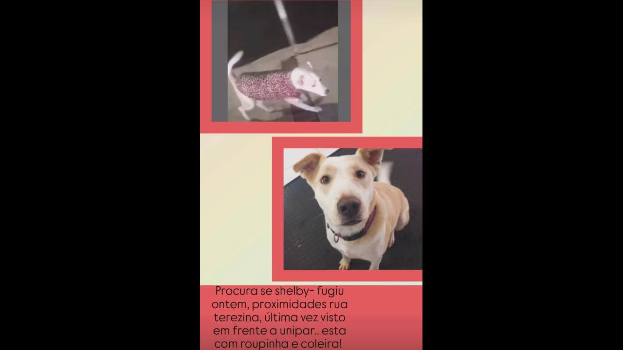 Cachorro Shelby desapareceu no bairro Cancelli