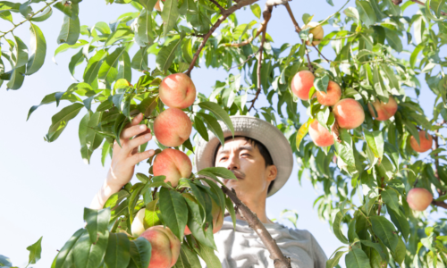 California farmers to destroy 420,000 peach trees after Del Monte collapses