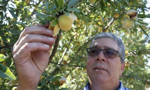 California farmers will destroy 420,000 peach trees after Del Monte closes canning facilities