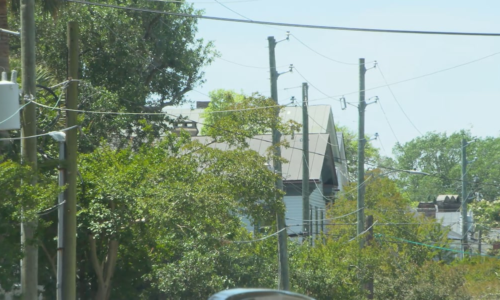 Charleston downs palmetto trees near power lines, promises to plant 5 for each 1