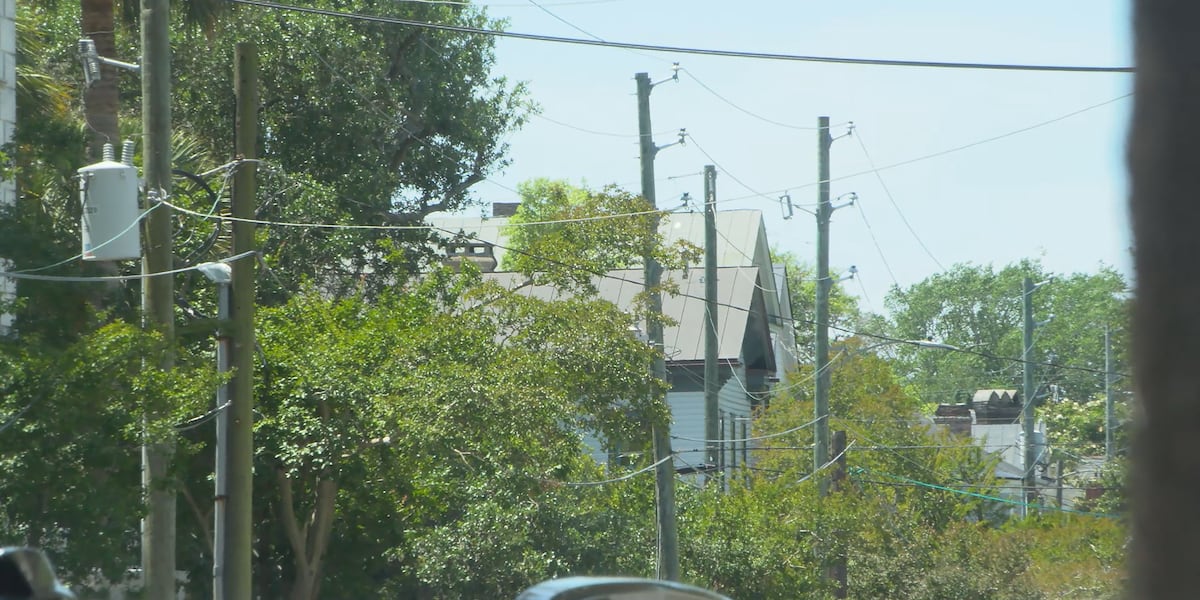 Charleston downs palmetto trees near power lines, promises to plant 5 for each 1