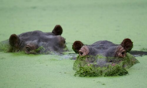 Cocaine hippos get a billionaire-sponsored lifeline : NPR