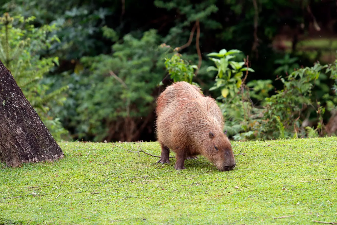 Colombo ganha primeiro Festival da Capivara com shows e comida típica