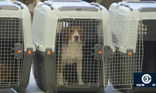 Dane County Humane Society welcomes beagles from Ridglan Farms | News