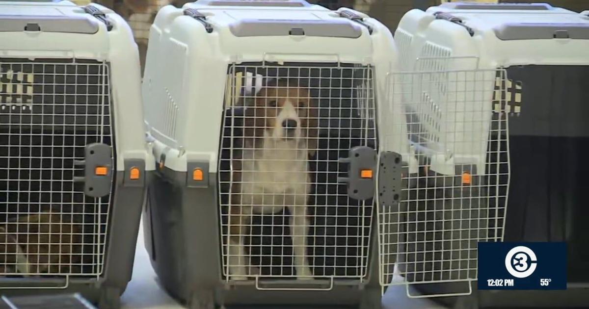 Dane County Humane Society welcomes beagles from Ridglan Farms | News