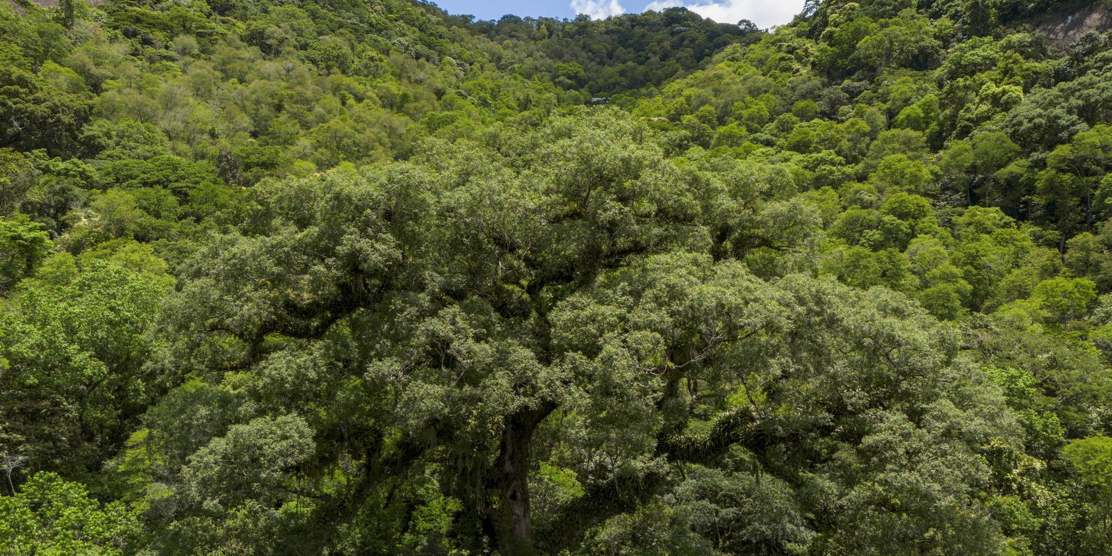 Desmatamento da Mata Atlântica tem queda de 28% em um ano
