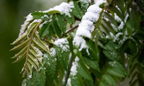 Forecast snow totals for Colorado as snowstorm intensifies