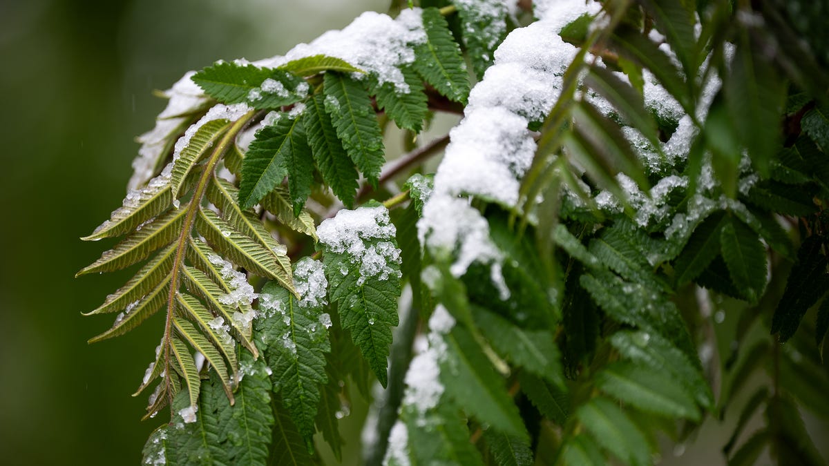 Forecast snow totals for Colorado as snowstorm intensifies