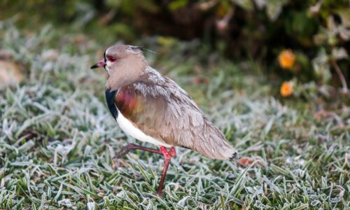 Frio avança no Paraná com chance de geadas nos próximos dias