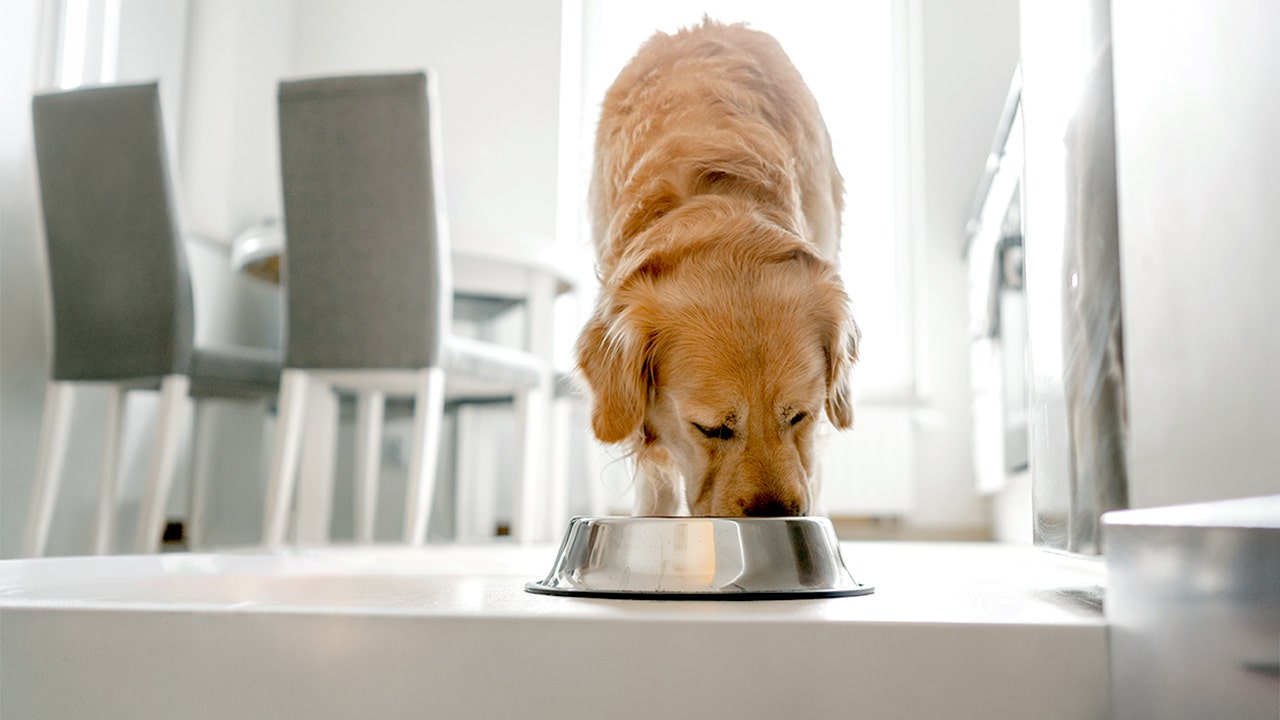 Frozen dog food sold in 9 states recalled over potentially deadly listeria risk