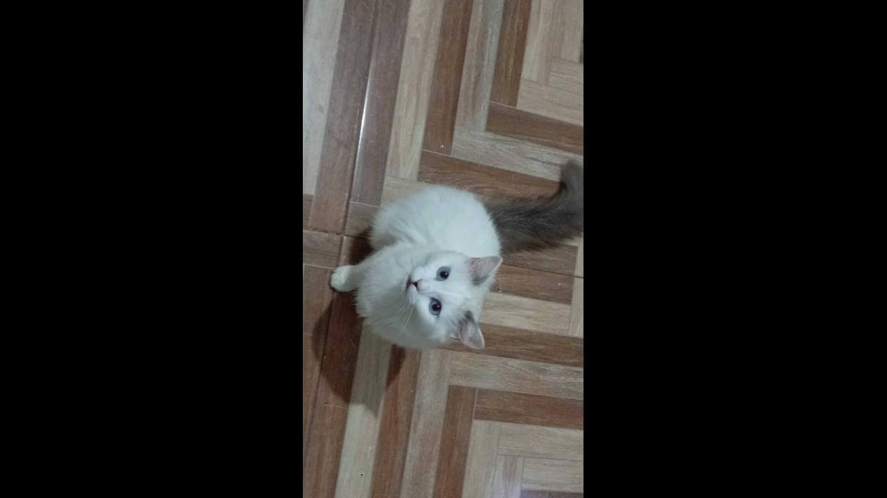 Gata Melyy desapareceu no bairro Tarumã