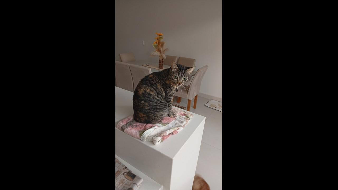 Gata Zera desapareceu no bairro Tropical III