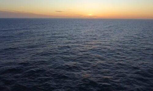 Giant squid detected in deep-sea canyon off coast of Australia