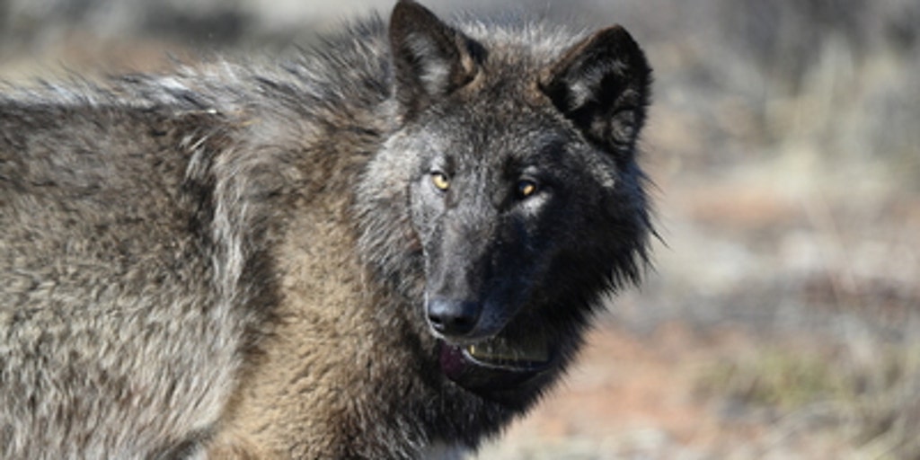 Gray wolf tracked in Sequoia National Park for first time in 100 years