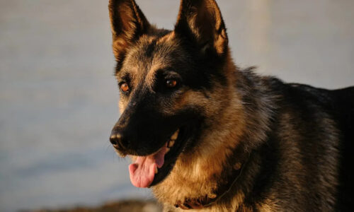 Her Rescue German Shepherd Changed Everything—Now She’s Asking for Help to Do Right by Him