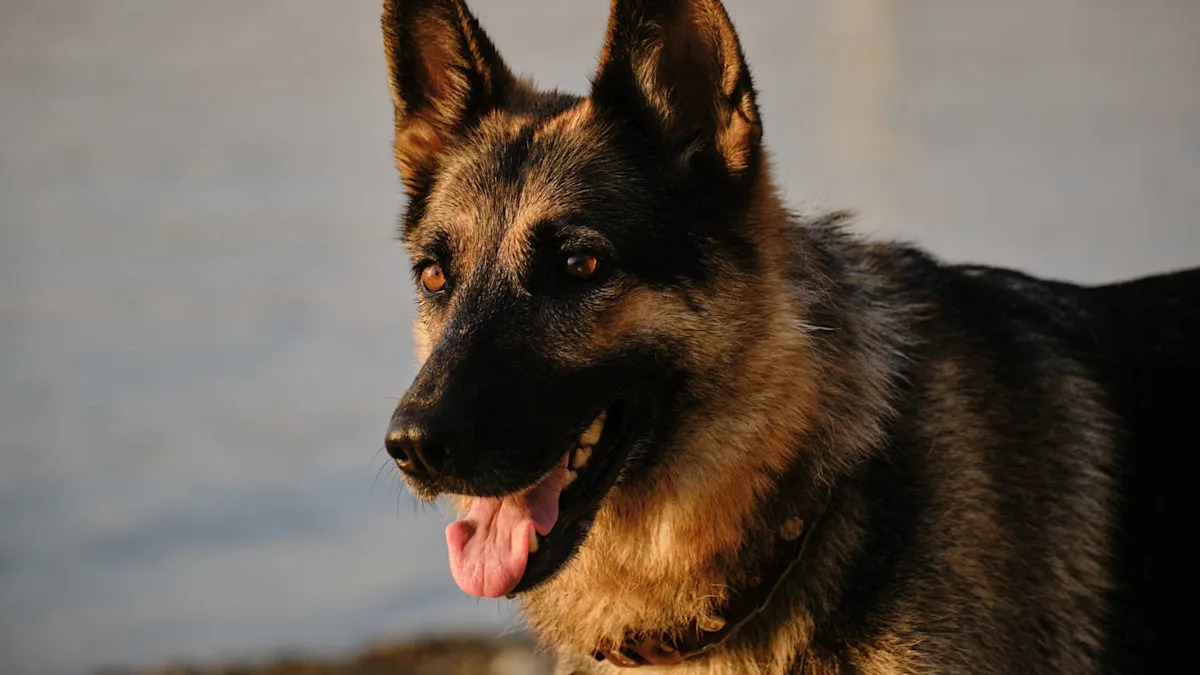 Her Rescue German Shepherd Changed Everything—Now She’s Asking for Help to Do Right by Him