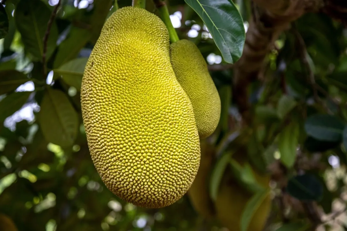 Jaca: 7 benefícios da fruta para a saúde e formas criativas de consumo