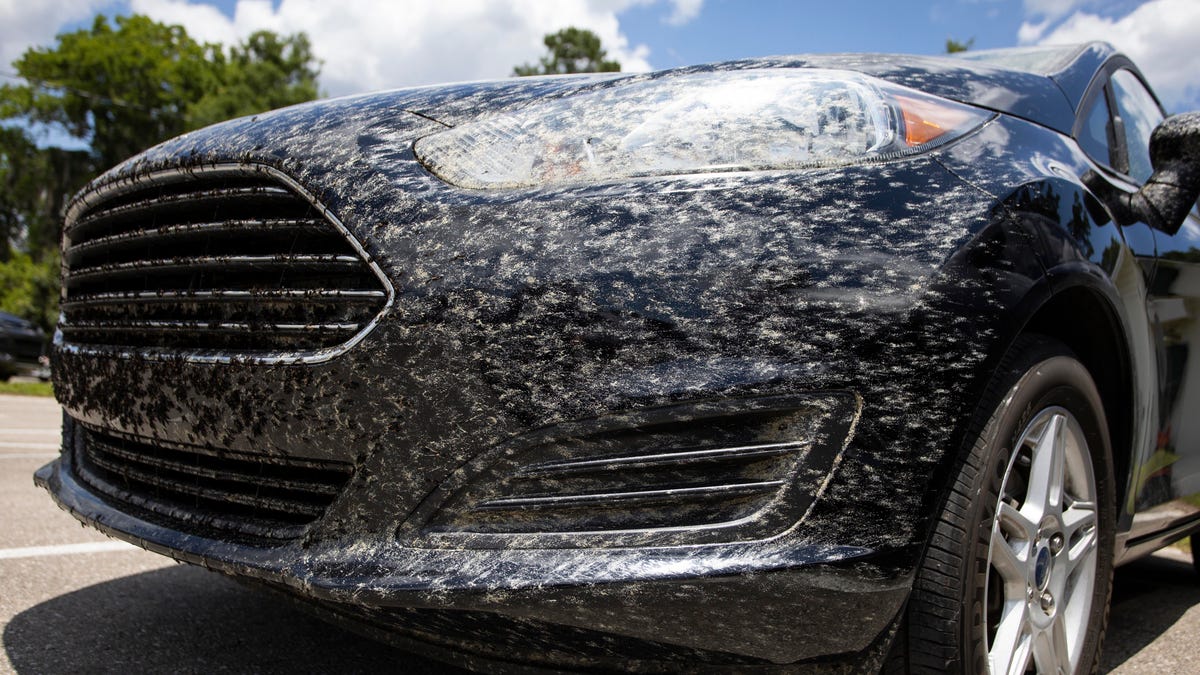 Lovebugs are back in Florida. Here’s when lovebug season ends