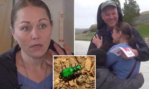 Maine woman picks up 'beautiful' bug that caught her eye -- it almost killed her