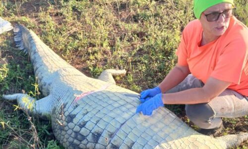 Missing hotel owner found inside crocodile