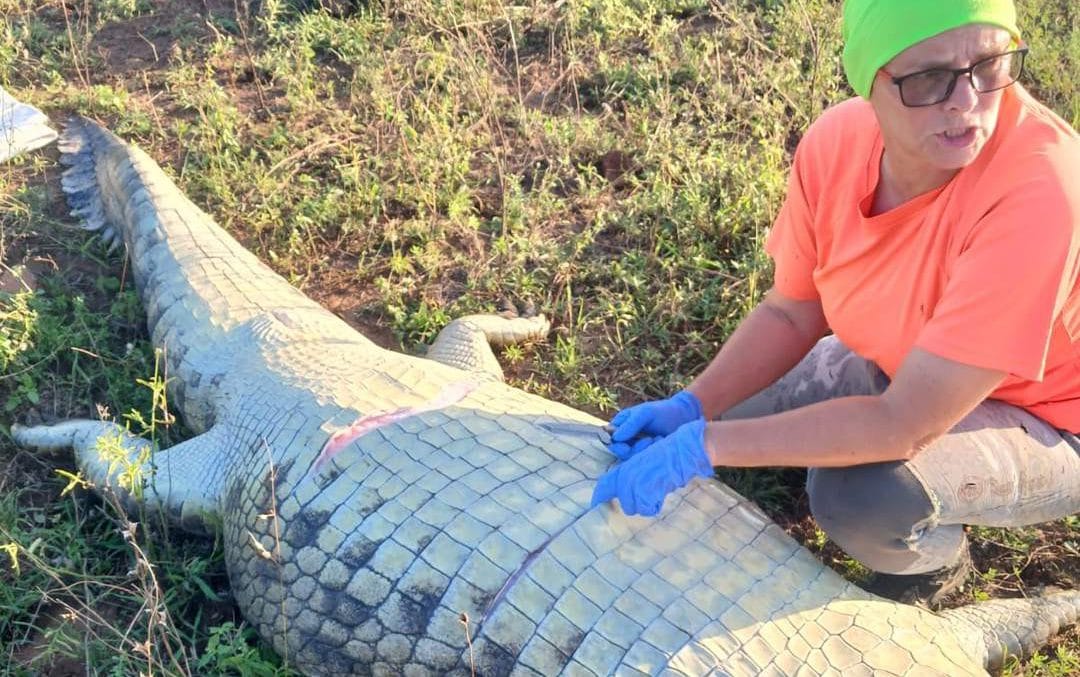 Missing hotel owner found inside crocodile