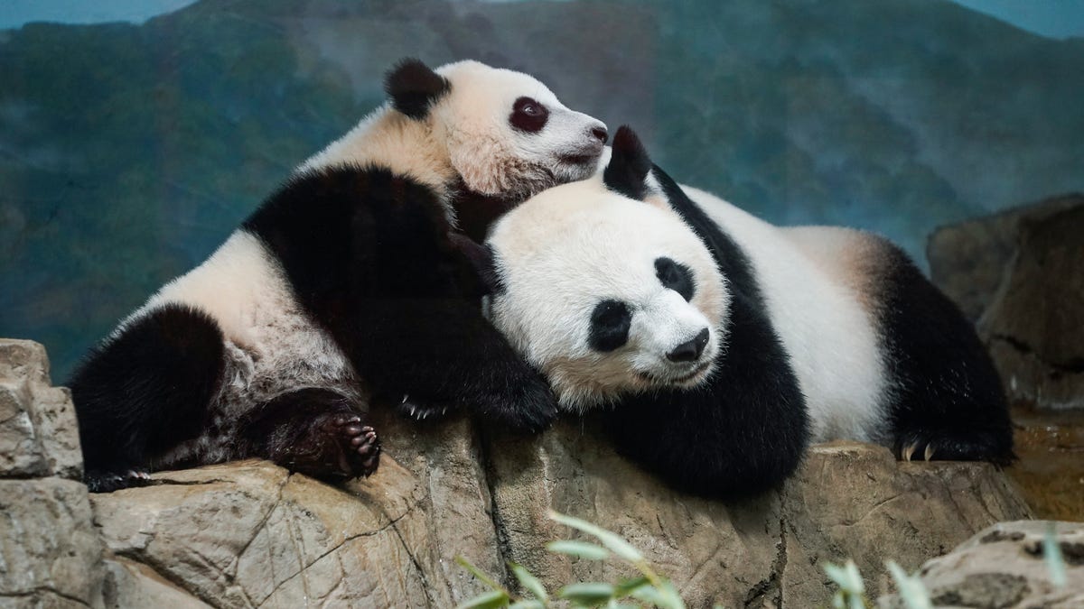 Panda Fest Indianapolis. What to expect at the Asian food festival