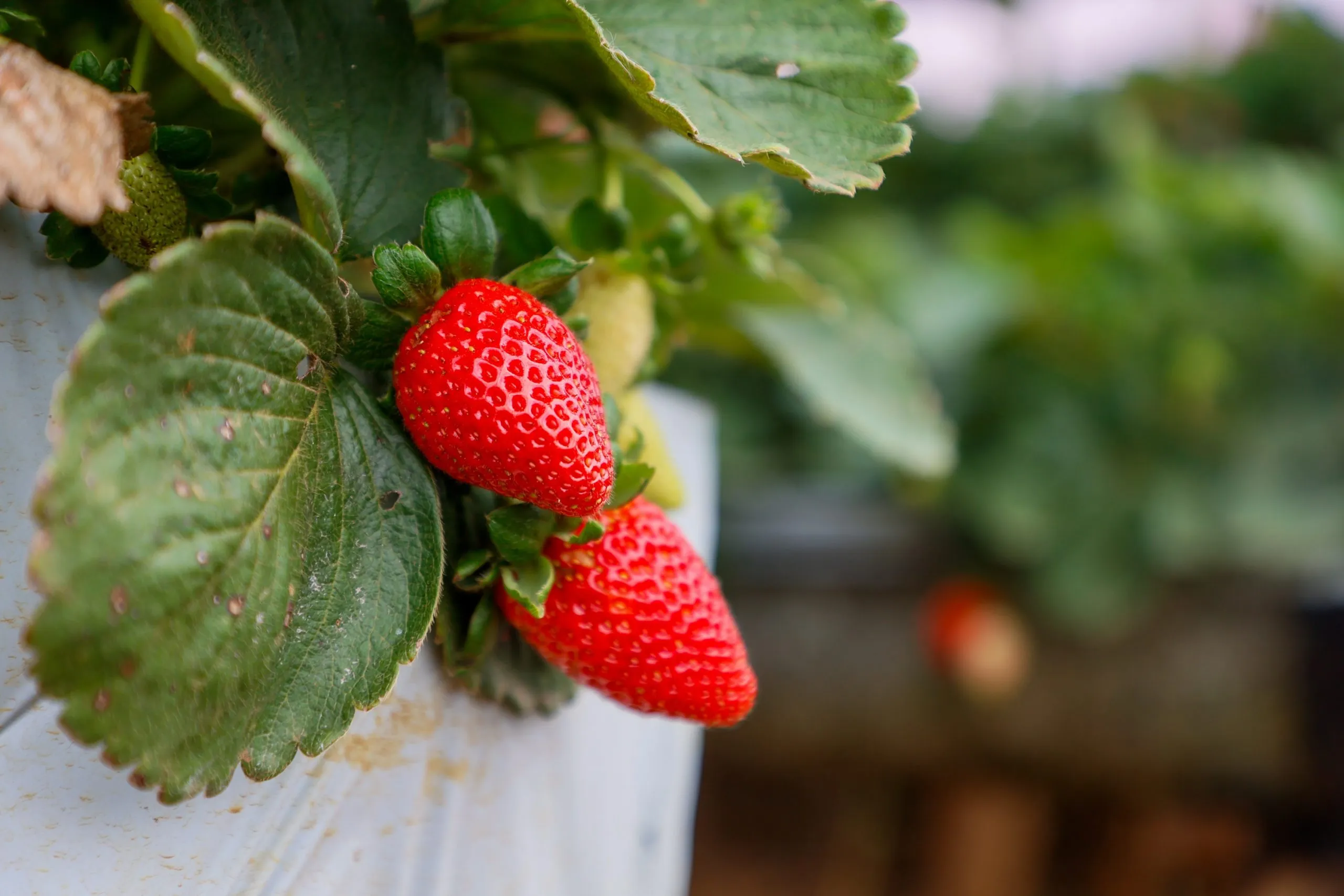 Região do Paraná transforma morango em joia da agricultura familiar