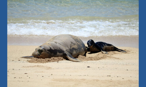 Seattle man investigated after viral video appears to show object thrown at monk seal in Maui