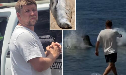 Seattle tourist beat up Hawaiian after viral video shows him tossing rock at endangered seal